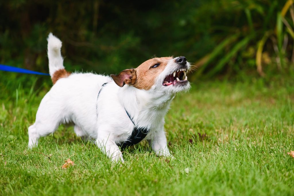 Reaktiv hund som skäller