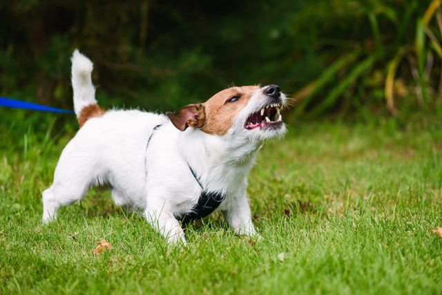 Reaktiv hund som skäller