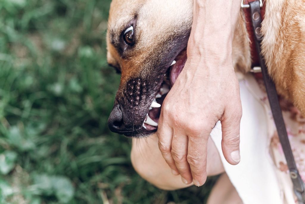 Hund som biter i handen.
