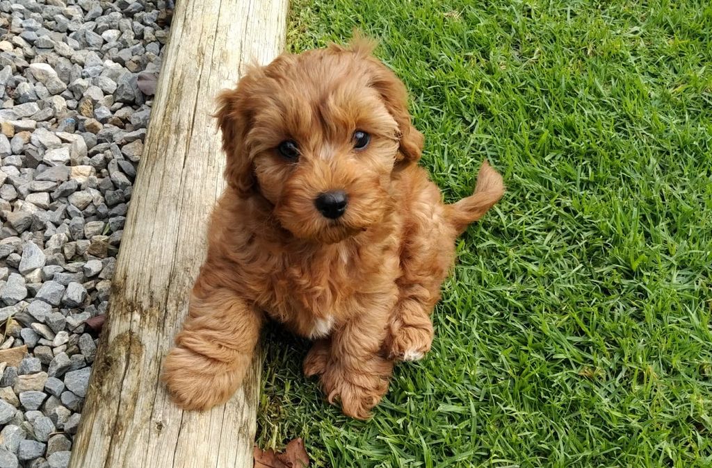 Cavapoo valp.