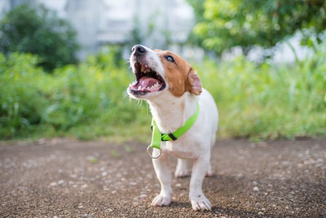 Skällande hund