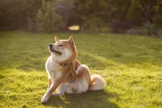  En hund sitter på gräset och kliar sig 