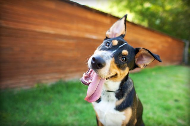 Hund som flåsar mycket kan vara stressad och överstimulerad
