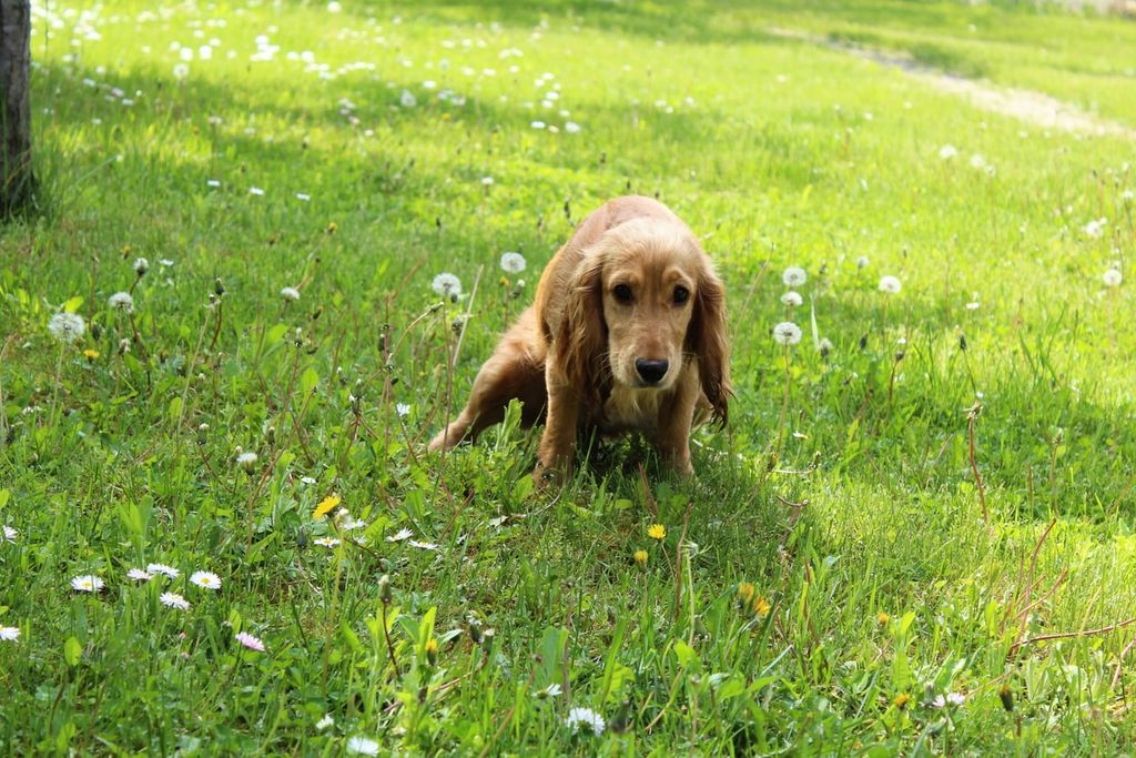 En hund sitter på gräset ute bland blommor.