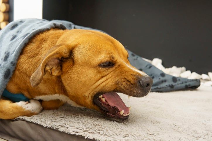 Hunden hostar och ligger under en filt