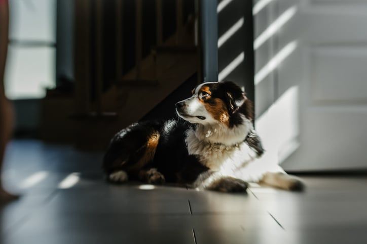 Hund ligger ner på golvet och tittar åt sidan medan solen strilar in.