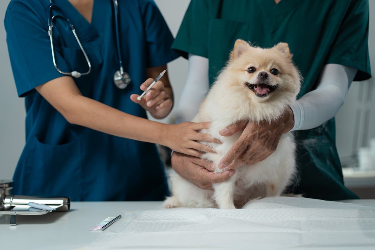 Liten hund får vaccination hos veterinären