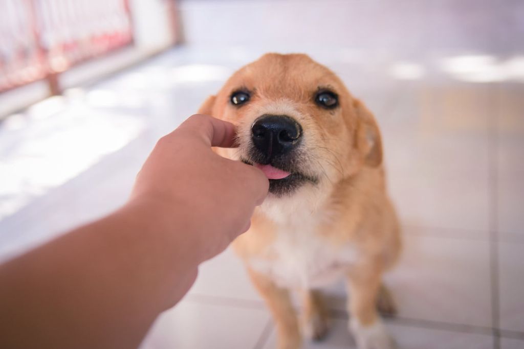 Hund som ska få en tablett