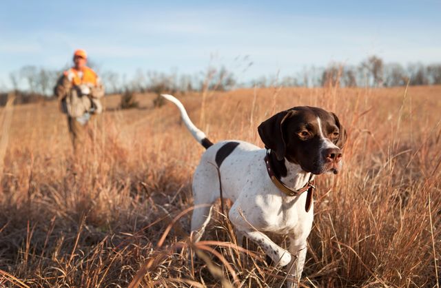 Pointer ute på jakt tillsammans med jägare i bakgrunden.