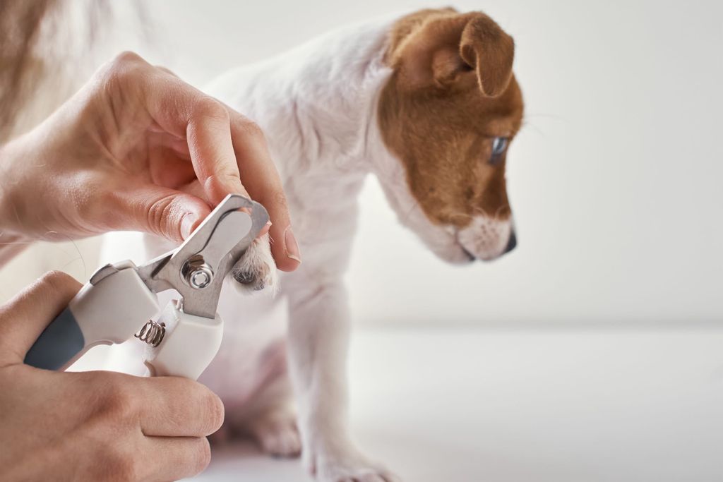 Hund får sin klipp klor