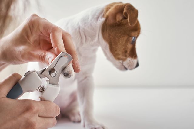 Hund får sin klipp klor