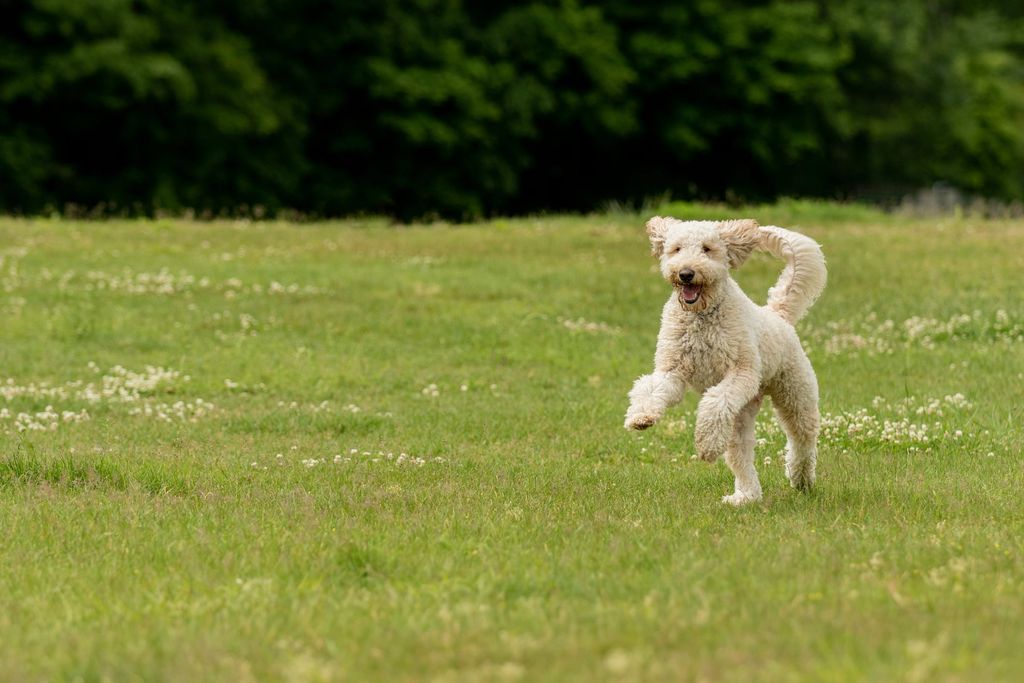 Labradoodle hoppar på en äng.
