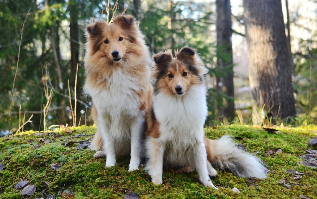 Två shelties i mellanstorlek.