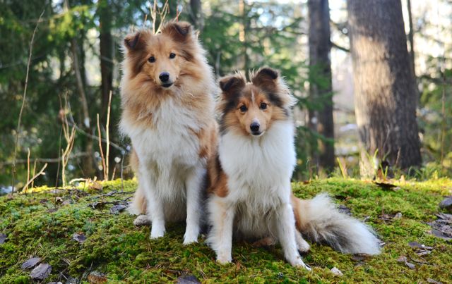 Två shelties i mellanstorlek.