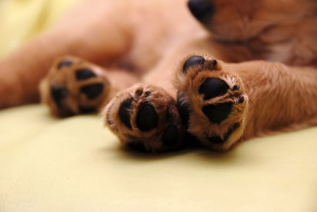 Närbild på brun hunds tre tassar