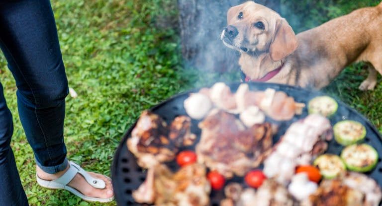 Labrador står bredvid grillgaller