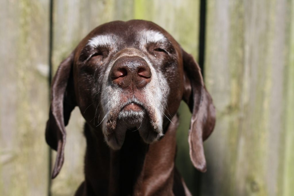 Gammal pointerhund med gråa strån njuter i solen.