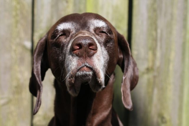Gammal pointerhund med gråa strån njuter i solen.