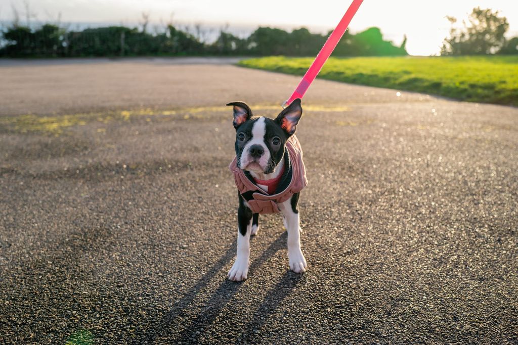 Bostonterrier-valp på promenad
