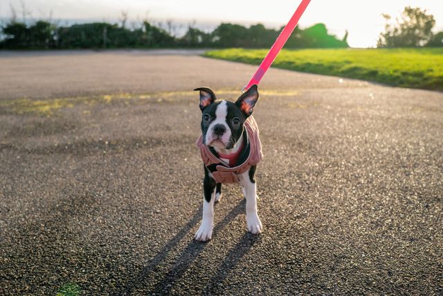 Bostonterrier-valp på promenad