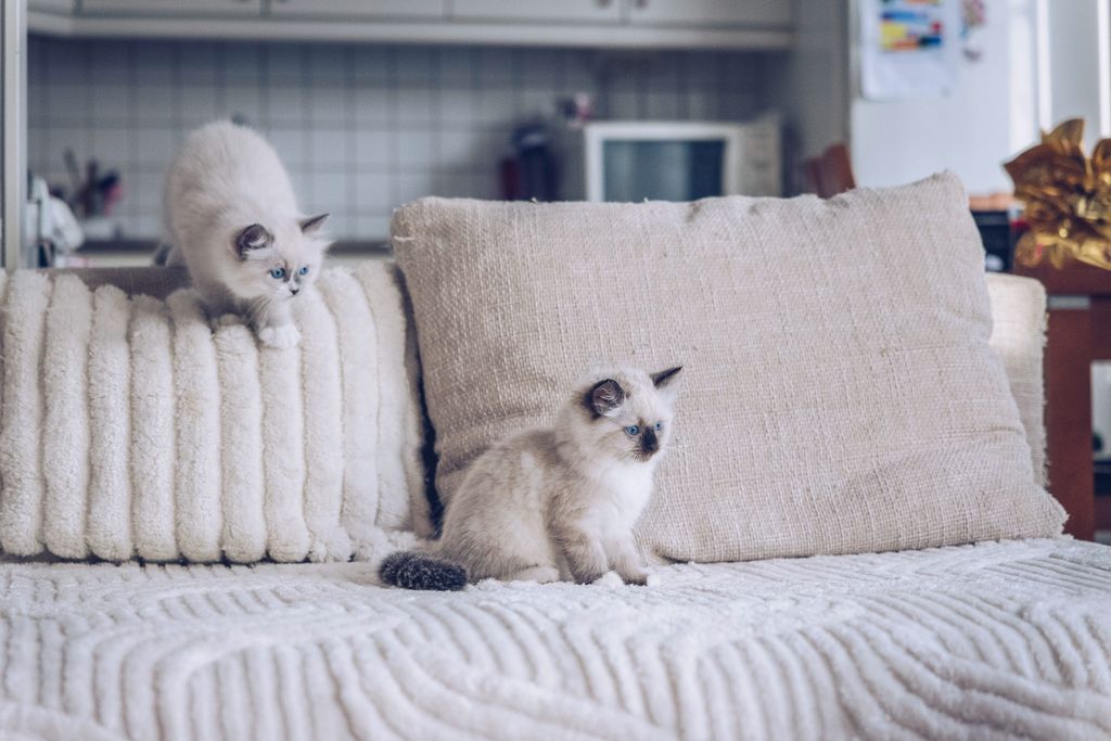 Två katter leker på sofan