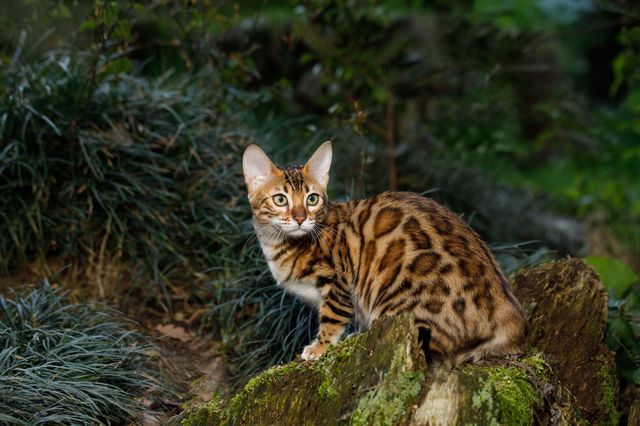 Bengal katt klättrar i träd