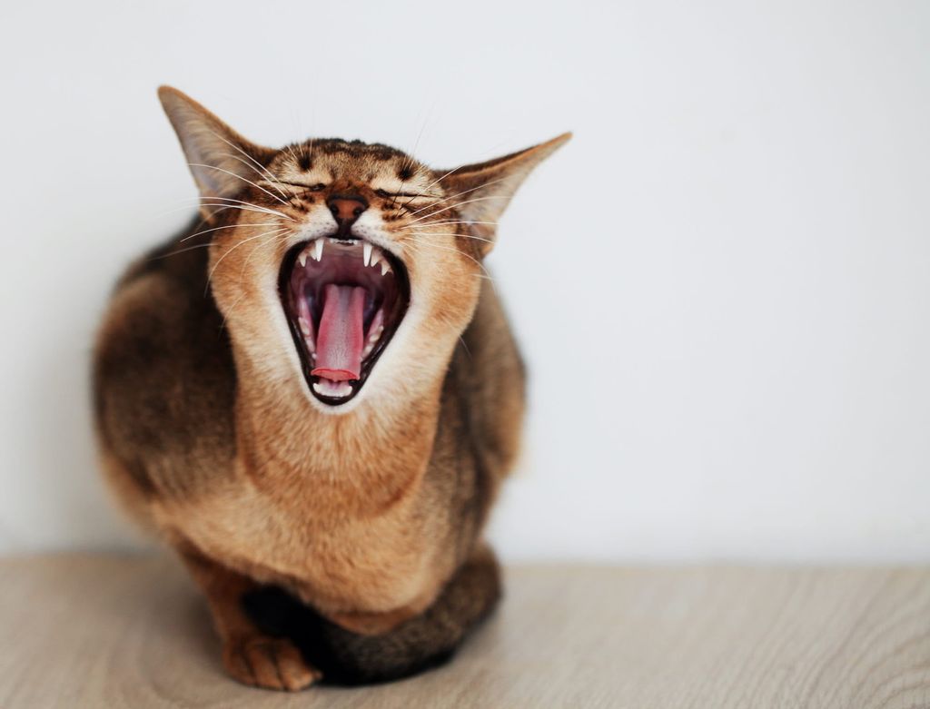 Katten gäspar 