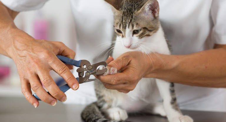 Katt får sin klippning