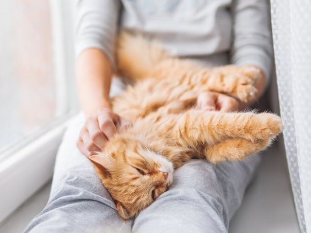 Katt som ligger på rygg medan matte känner igenom juvret.