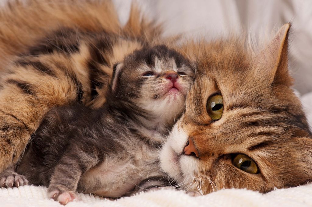 Kattmamma med sin kattunge.