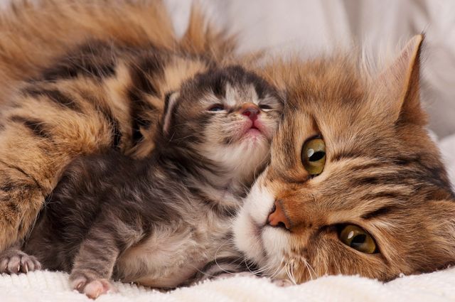 Kattmamma med sin kattunge.