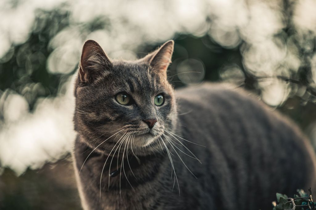 Katt utomhus