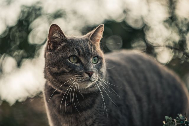 Katt utomhus