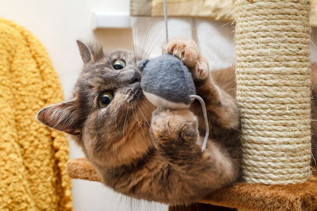 Katt som leker