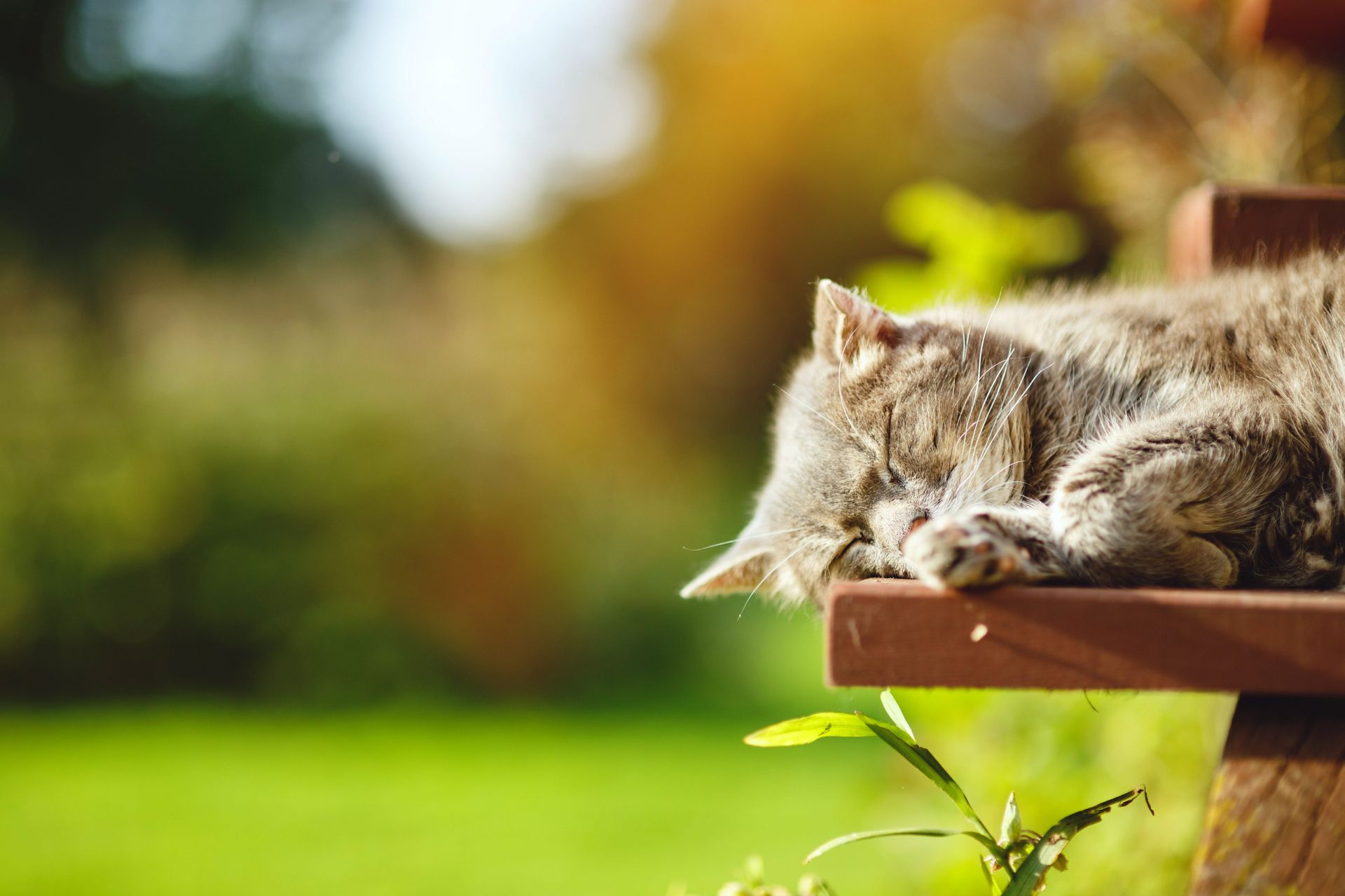 Grå katt sover i solen utomhus