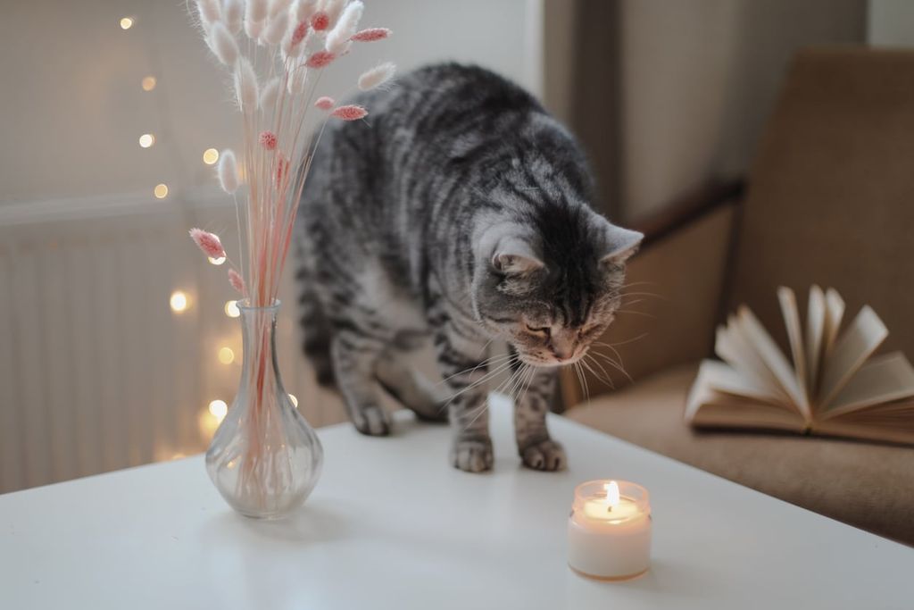 Undvik ljus för att undvika brännskador på katt