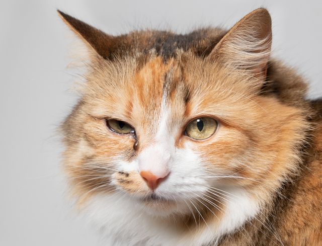 Katt med ögoninflammation på ena ögat.