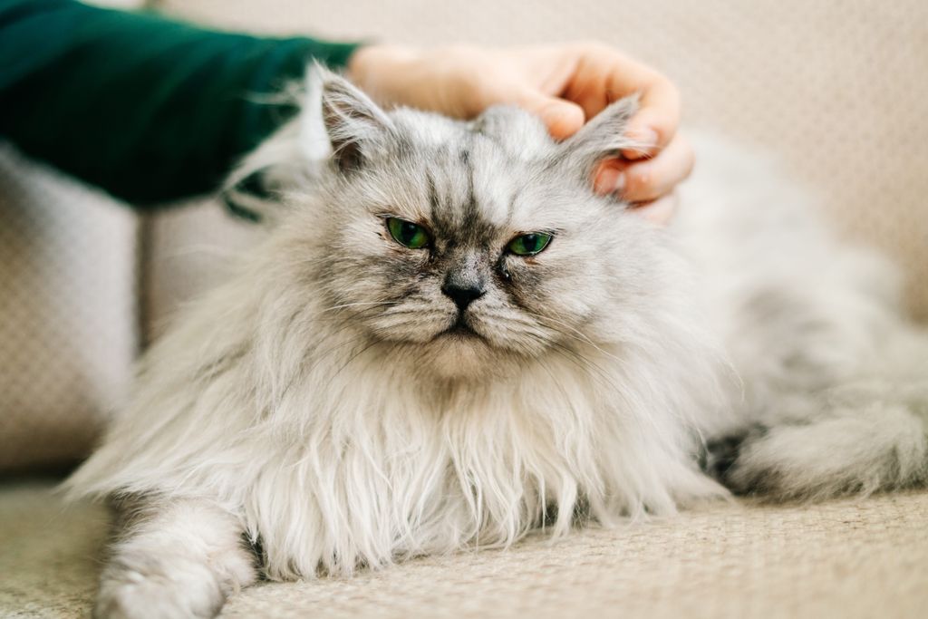 Grå katt på soffa som blir klappad