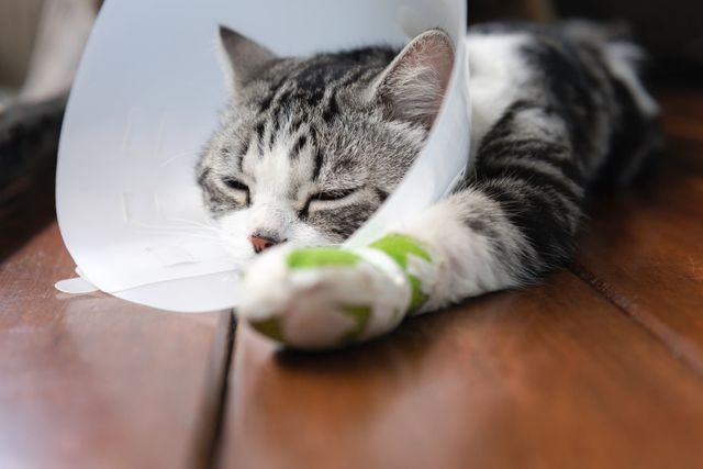Katten ligger med en skyddskrage och bandagerad tass.