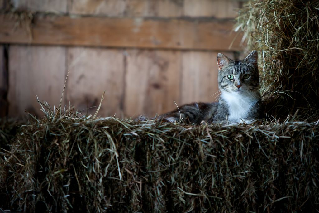 Katt som ligger på höbalar