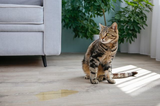 En katt som har kissat inomhus