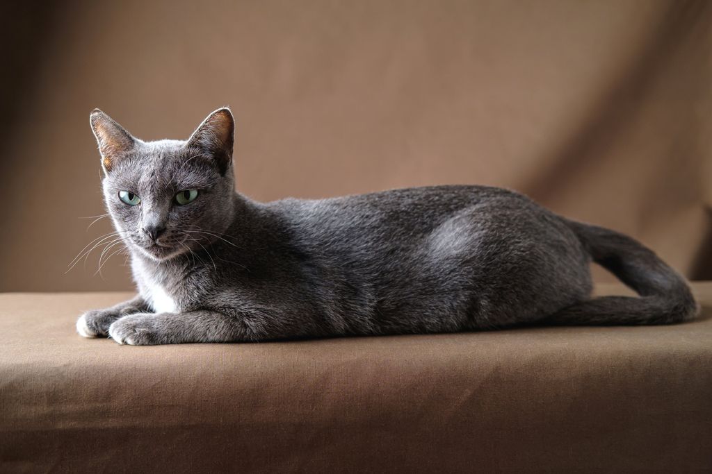 Korat som ligger på soffa.