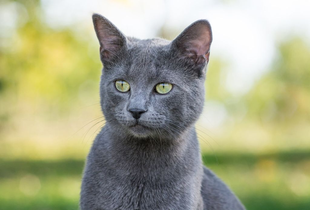 Kattrasen Russian Blue