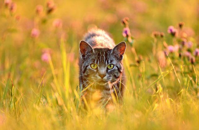 Katt på sommaräng