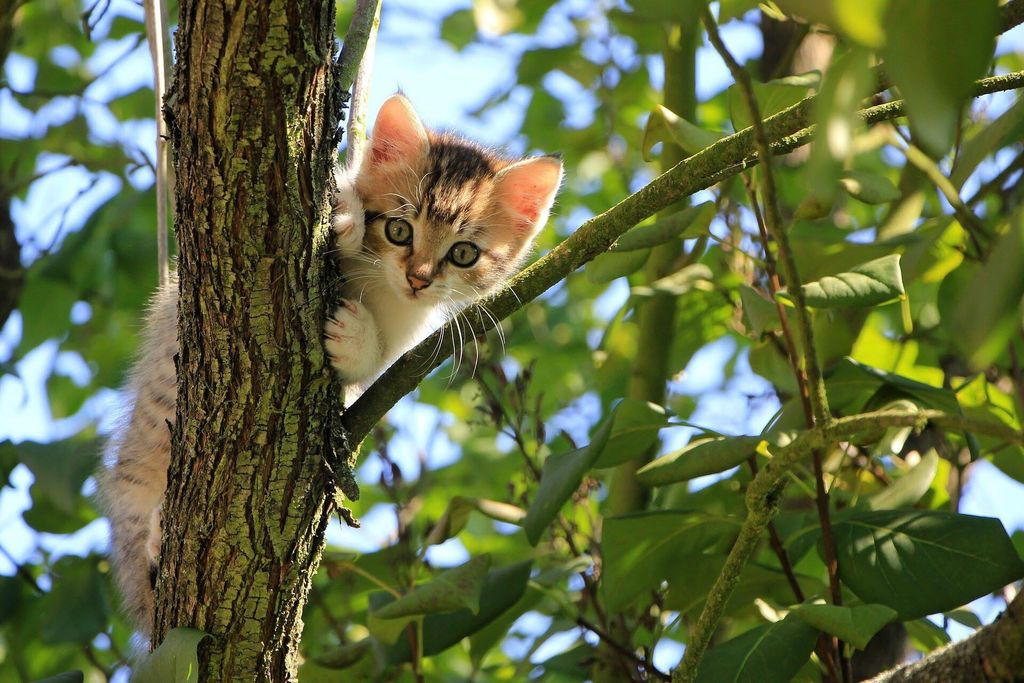 Kattungen sitter på träd
