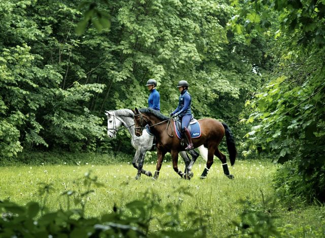 Två hästar med ryttare rider ut i skogen.