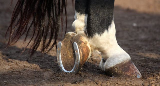 Hälta är den vanligaste orsaken att till att hästar besöker veterinär