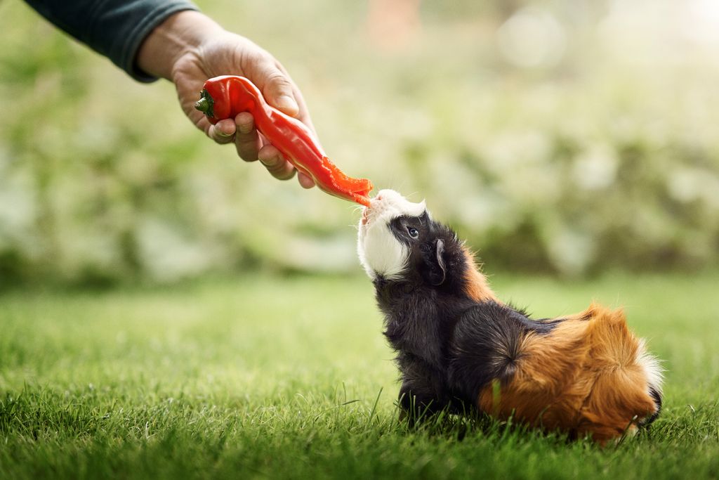 Marsvin äter paprika på gräset
