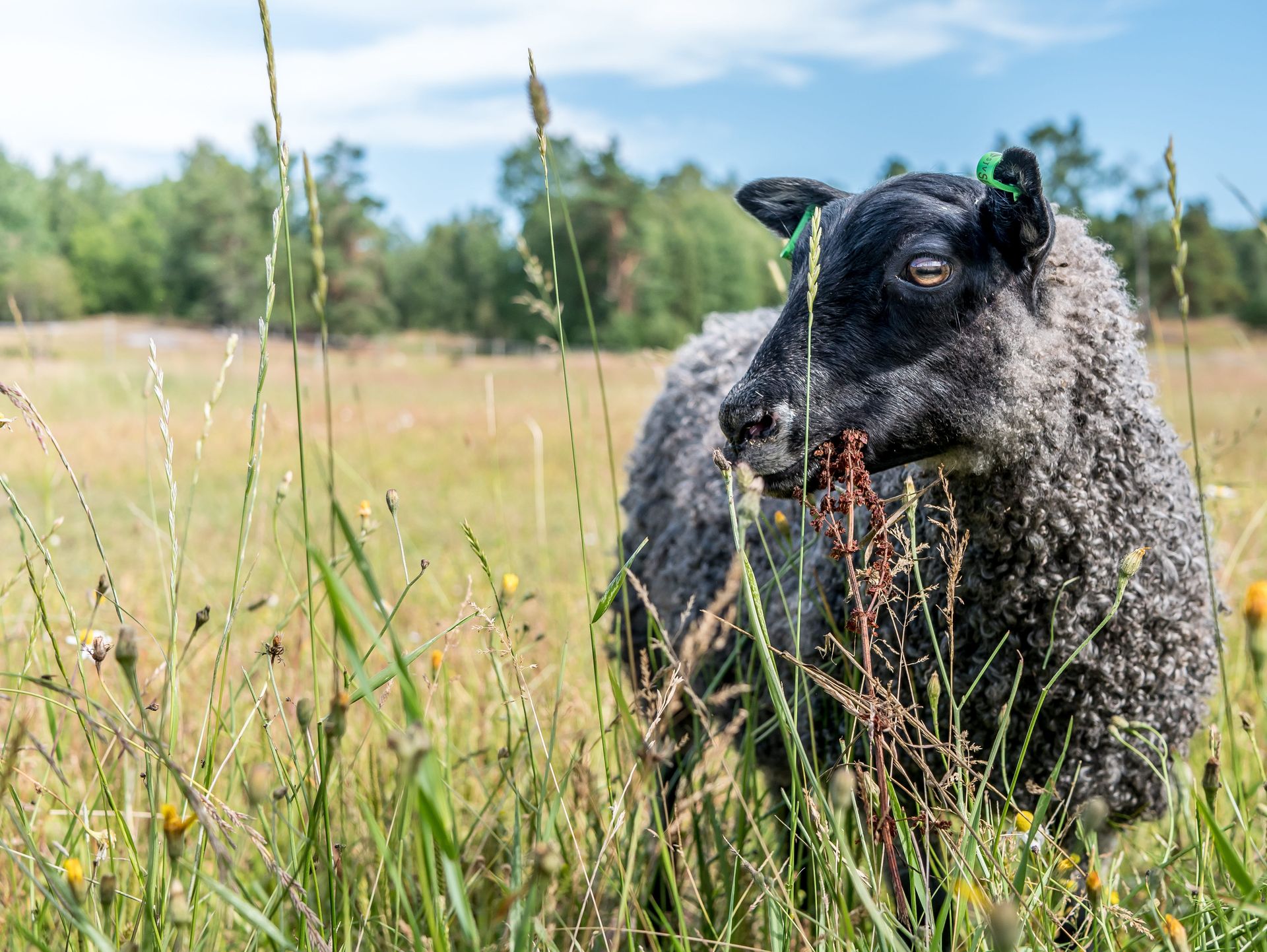 Gotlandsfår på äng 