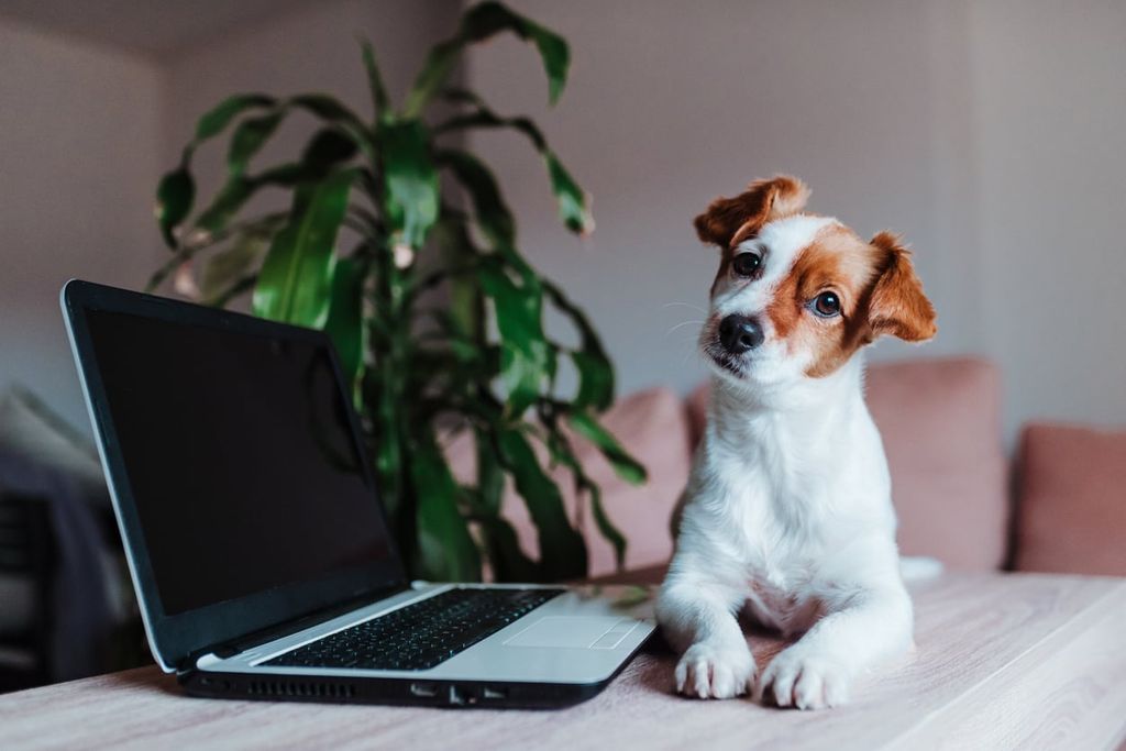 Jack russel valp bredvid en dator